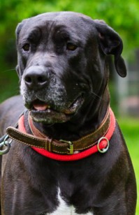 Libby, Cane Corso - Dt. Dogge Mischling – Tierheim Rostock – Schlage