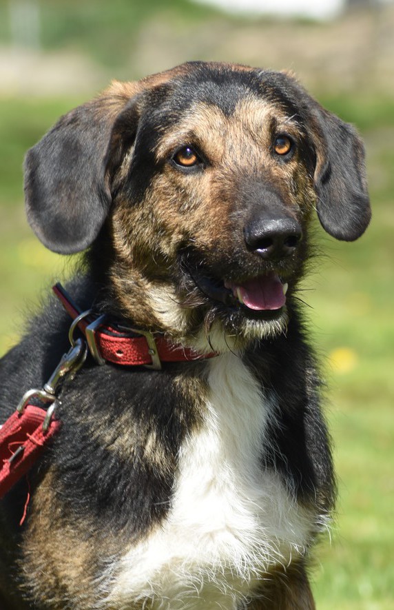 Rostocker Tierschutzverein e.V. Tierheim Schlage Hunde Seite 3