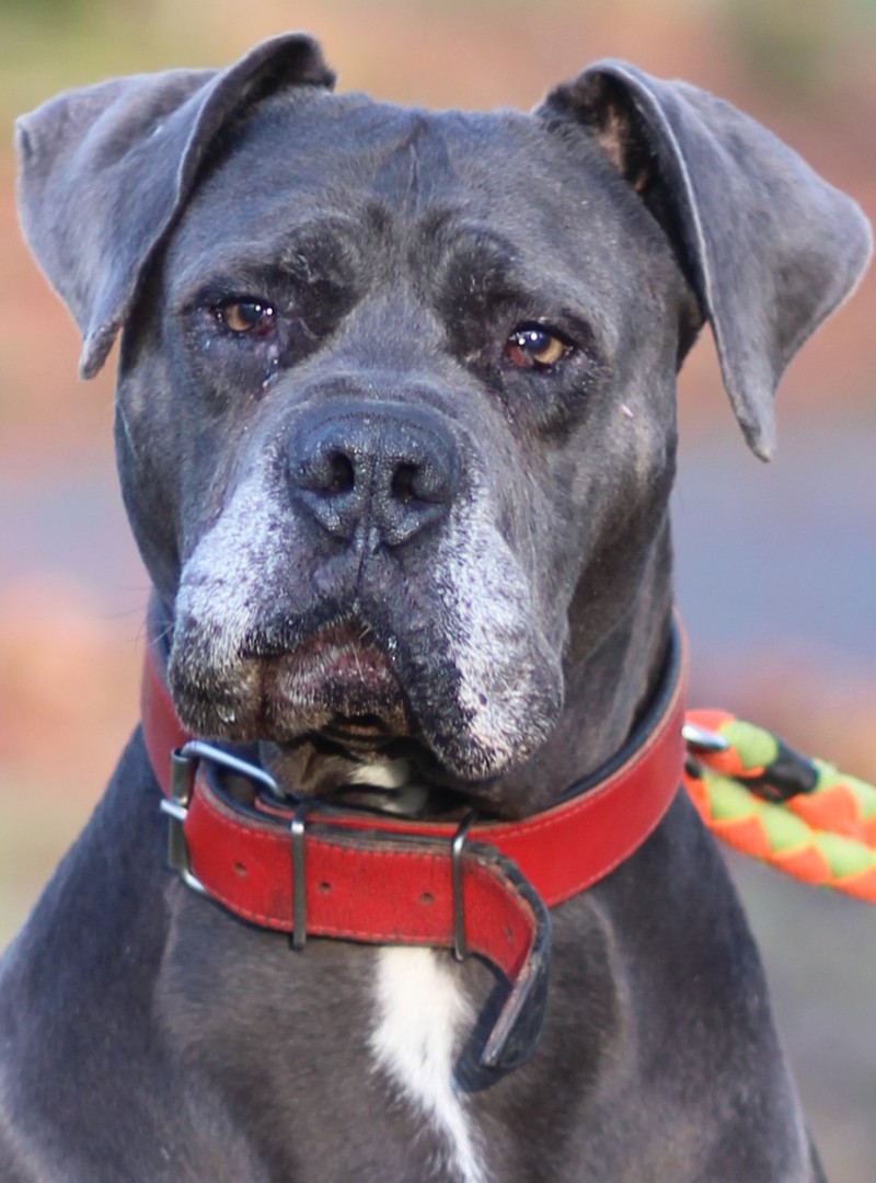 Atilla, Cane Corso - Dt. Dogge Mischling – Tierheim Rostock – Schlage