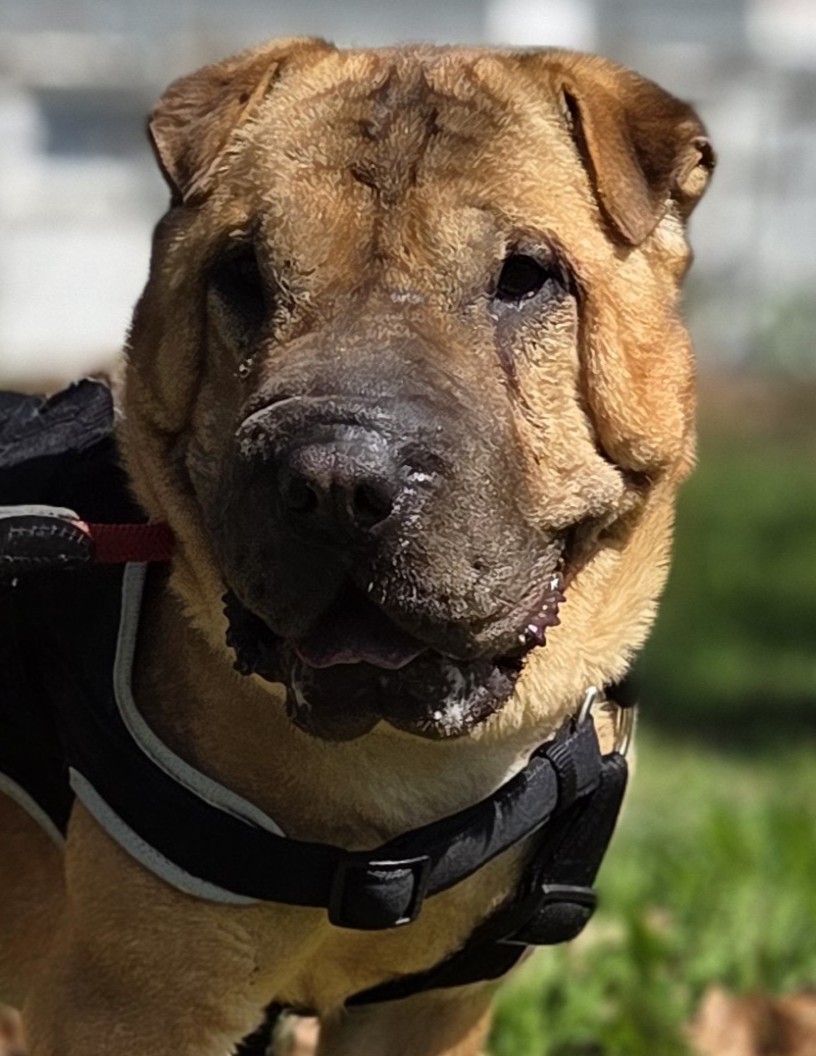 Camillo, Shar-Pei – Tierheim Rostock – Schlage