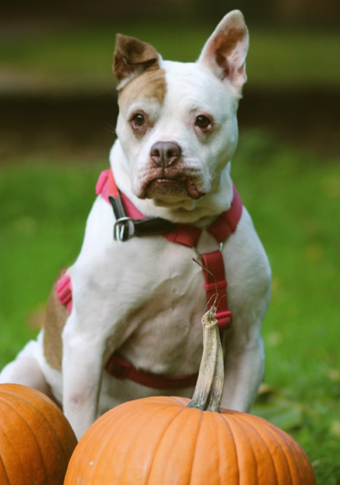 Amy, American Bulldog-Mix – Tierheim Rostock – Schlage
