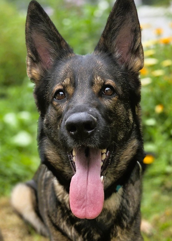 Cora, Deutscher Schäferhund – Tierheim Rostock – Schlage