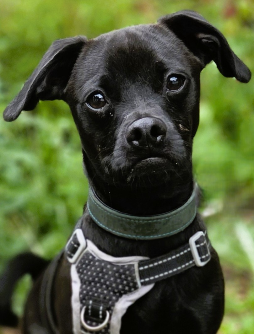 Lucky, Jack Russel Terrier-Labrador-Mops-Mix – Tierheim Rostock – Schlage