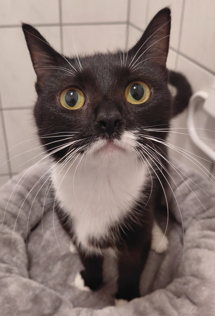 Nana, EKH – Tierheim Rostock – Schlage