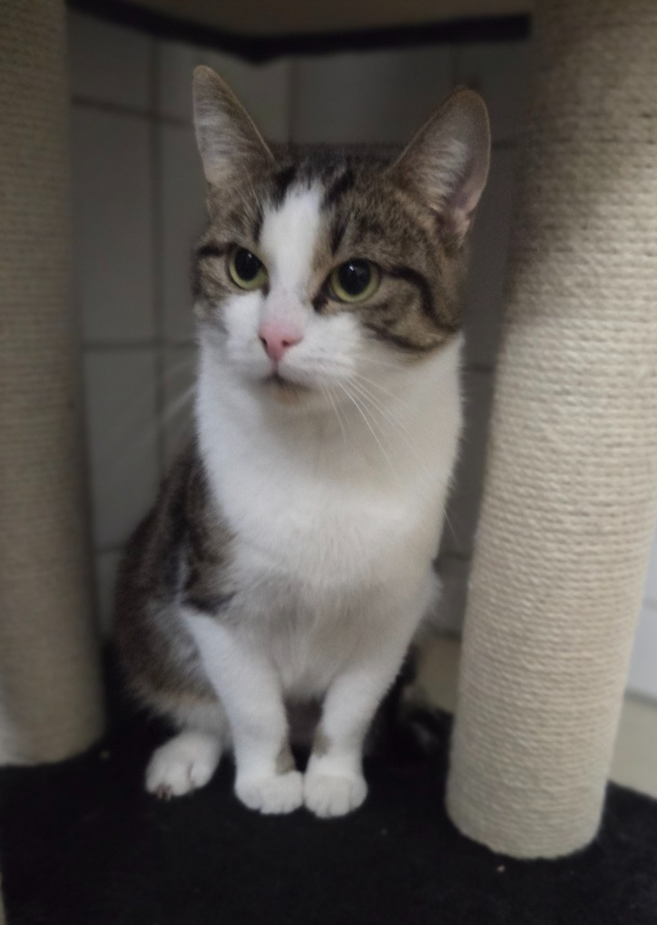 Juli, EKH – Tierheim Rostock – Schlage