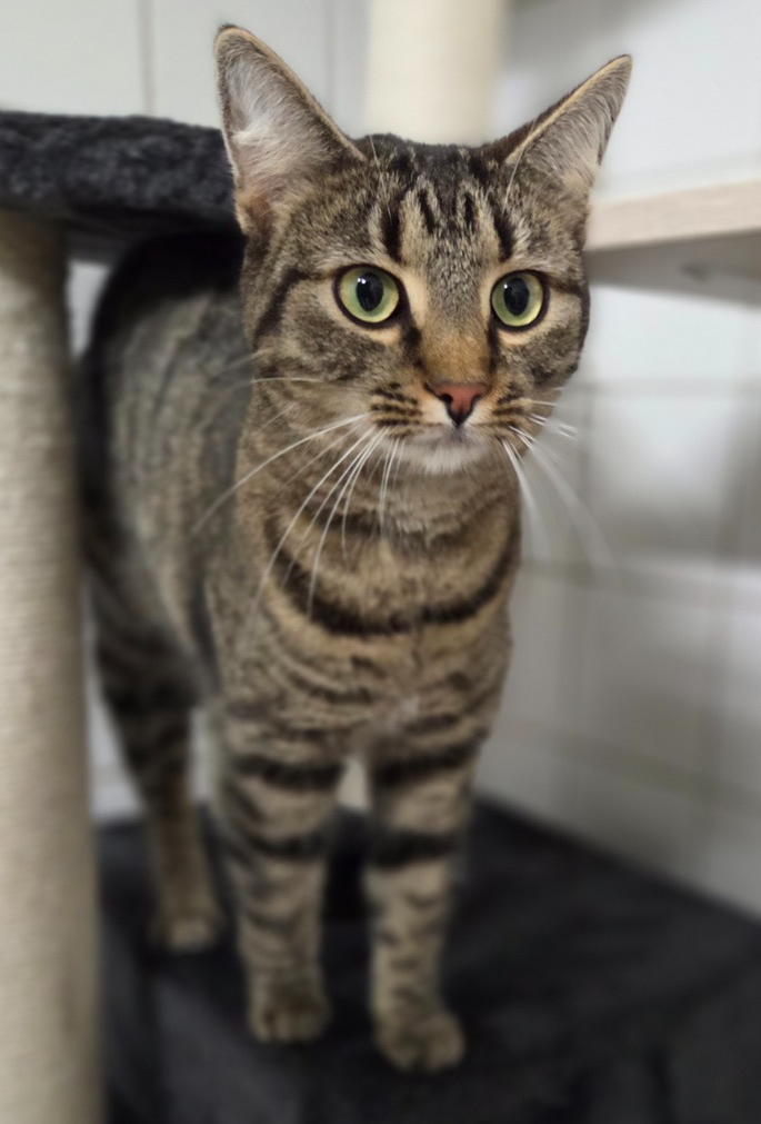 Leo & Lea, EKH – Tierheim Rostock – Schlage