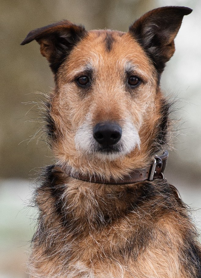 Enno, Airedale-Malinois-Mischling – Tierheim Rostock – Schlage