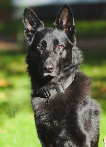 Kleiner rex, Schäferhund – Tierheim Rostock – Schlage